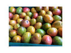 Mango Criollo Kilo